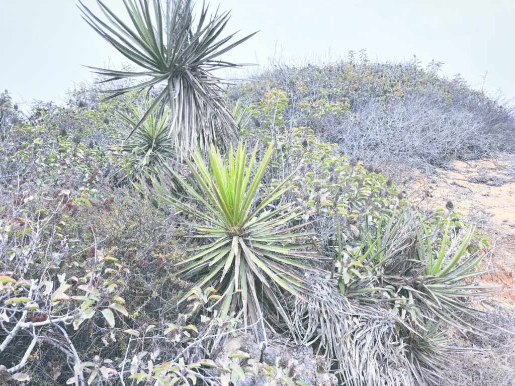 アメリカカリフォルニア州トーリーパインズ州立自然保護区Torrey Pines State Natural Reserve見どころ魅力トレイル・ハイキングモデルコース日本人観光