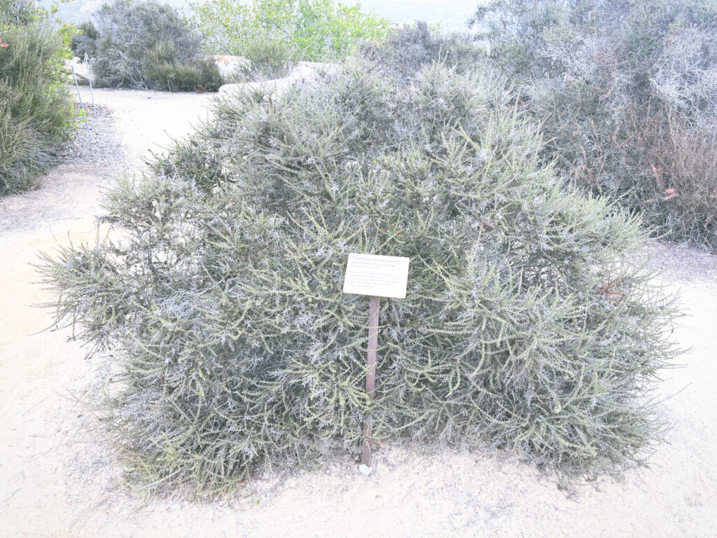 アメリカカリフォルニア州トーリーパインズ州立自然保護区Torrey Pines State Natural Reserve見どころ魅力トレイル・ハイキングモデルコース日本人観光