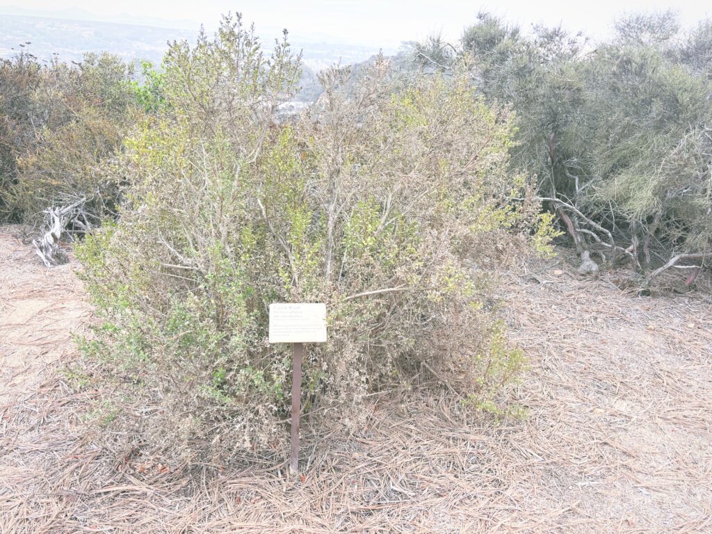 アメリカカリフォルニア州トーリーパインズ州立自然保護区Torrey Pines State Natural Reserve見どころ魅力トレイル・ハイキングモデルコース日本人観光