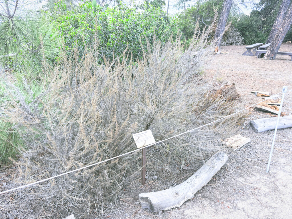 アメリカカリフォルニア州トーリーパインズ州立自然保護区Torrey Pines State Natural Reserve見どころ魅力トレイル・ハイキングモデルコース日本人観光