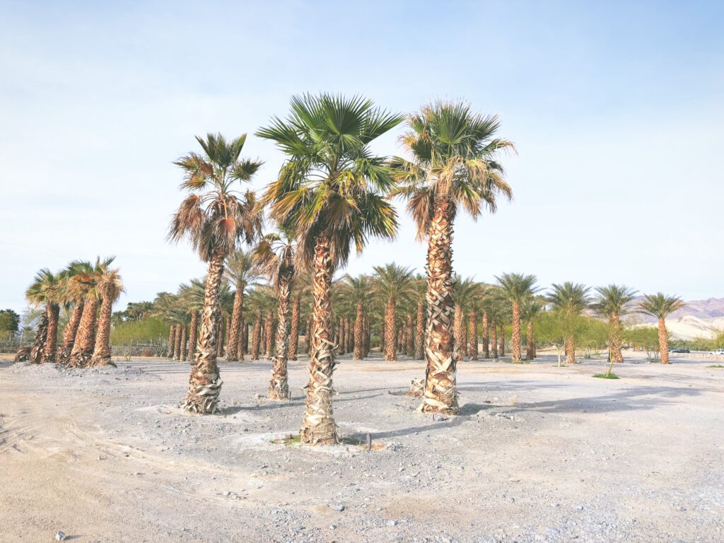 アメリカカリフォルニア州ネバダ州デスバレー国立公園Death Valley National Park見どころ魅力トレイル・ハイキングモデルコース日本人観光