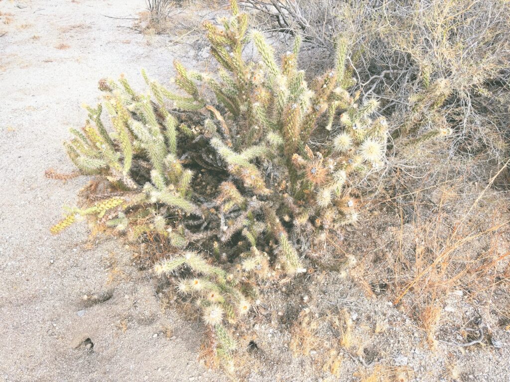 アメリカカリフォルニア州アンザボレゴ砂漠州立公園Anza-Borrego Desert State Park見どころ魅力トレイル・ハイキングモデルコース日本人観光