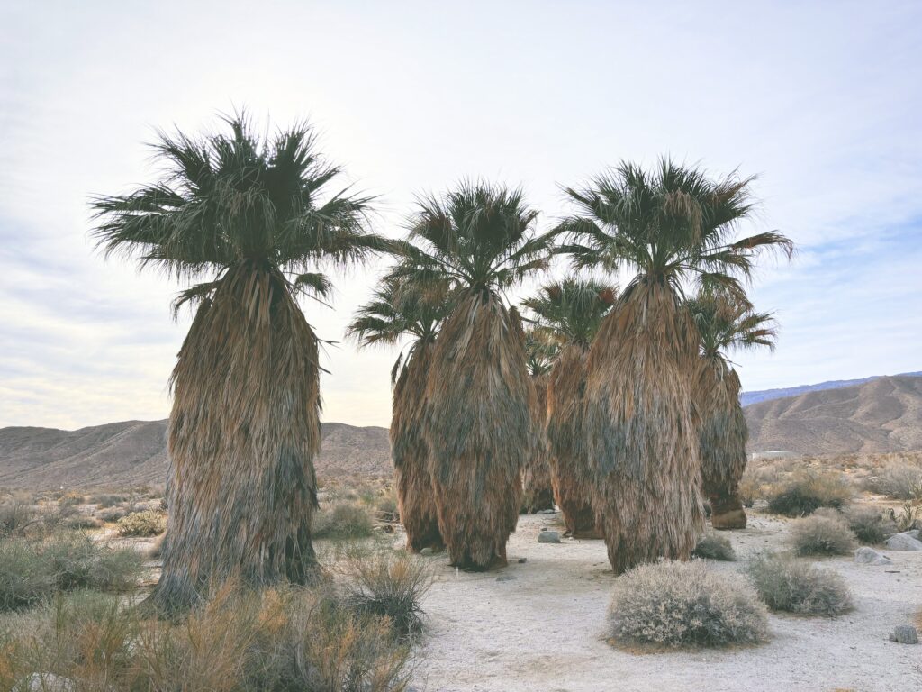 アメリカカリフォルニア州アンザボレゴ砂漠州立公園Anza-Borrego Desert State Park見どころ魅力トレイル・ハイキングモデルコース日本人観光