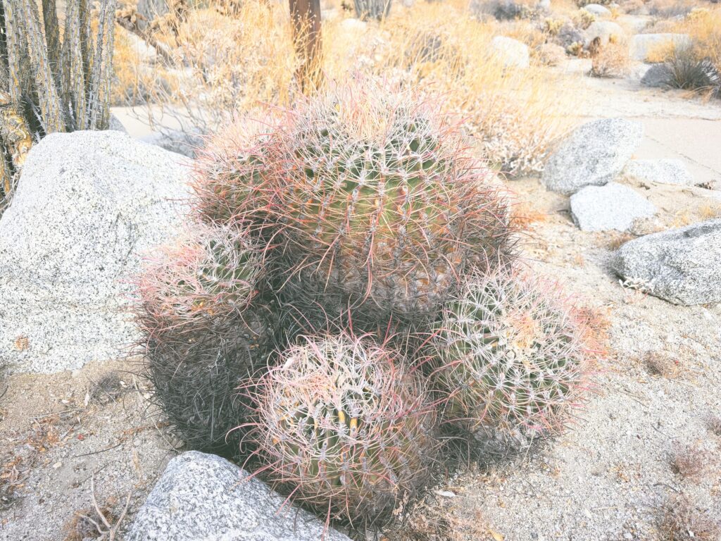 アメリカカリフォルニア州アンザボレゴ砂漠州立公園Anza-Borrego Desert State Park見どころ魅力トレイル・ハイキングモデルコース日本人観光