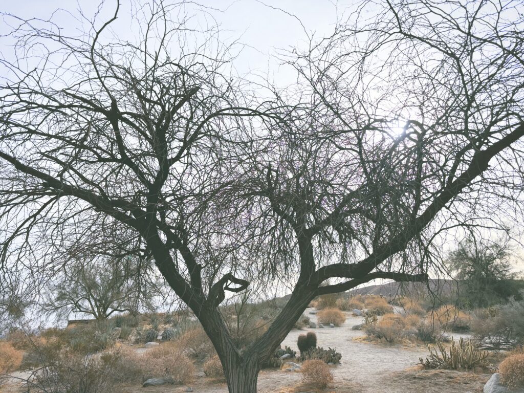 アメリカカリフォルニア州アンザボレゴ砂漠州立公園Anza-Borrego Desert State Park見どころ魅力トレイル・ハイキングモデルコース日本人観光