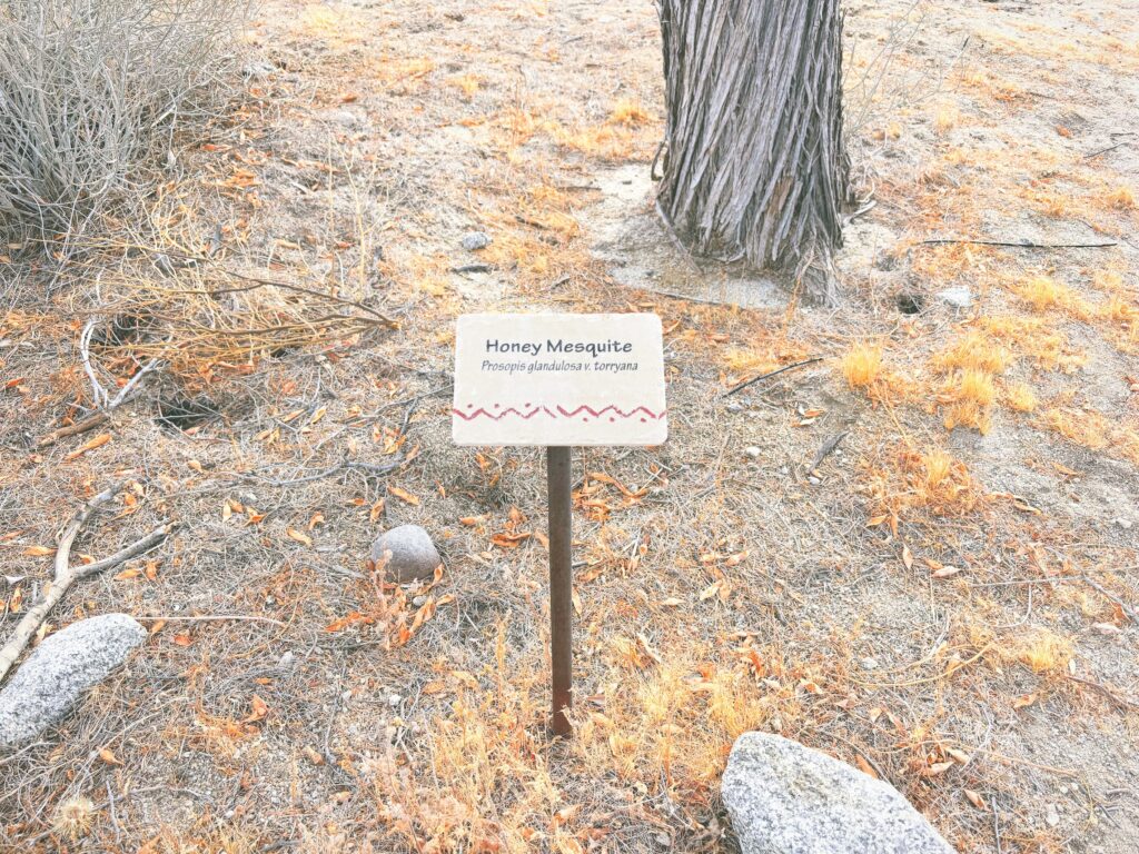 アメリカカリフォルニア州アンザボレゴ砂漠州立公園Anza-Borrego Desert State Park見どころ魅力トレイル・ハイキングモデルコース日本人観光