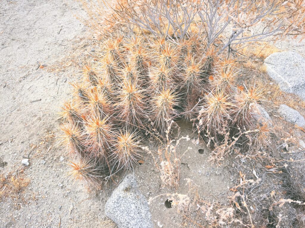 アメリカカリフォルニア州アンザボレゴ砂漠州立公園Anza-Borrego Desert State Park見どころ魅力トレイル・ハイキングモデルコース日本人観光