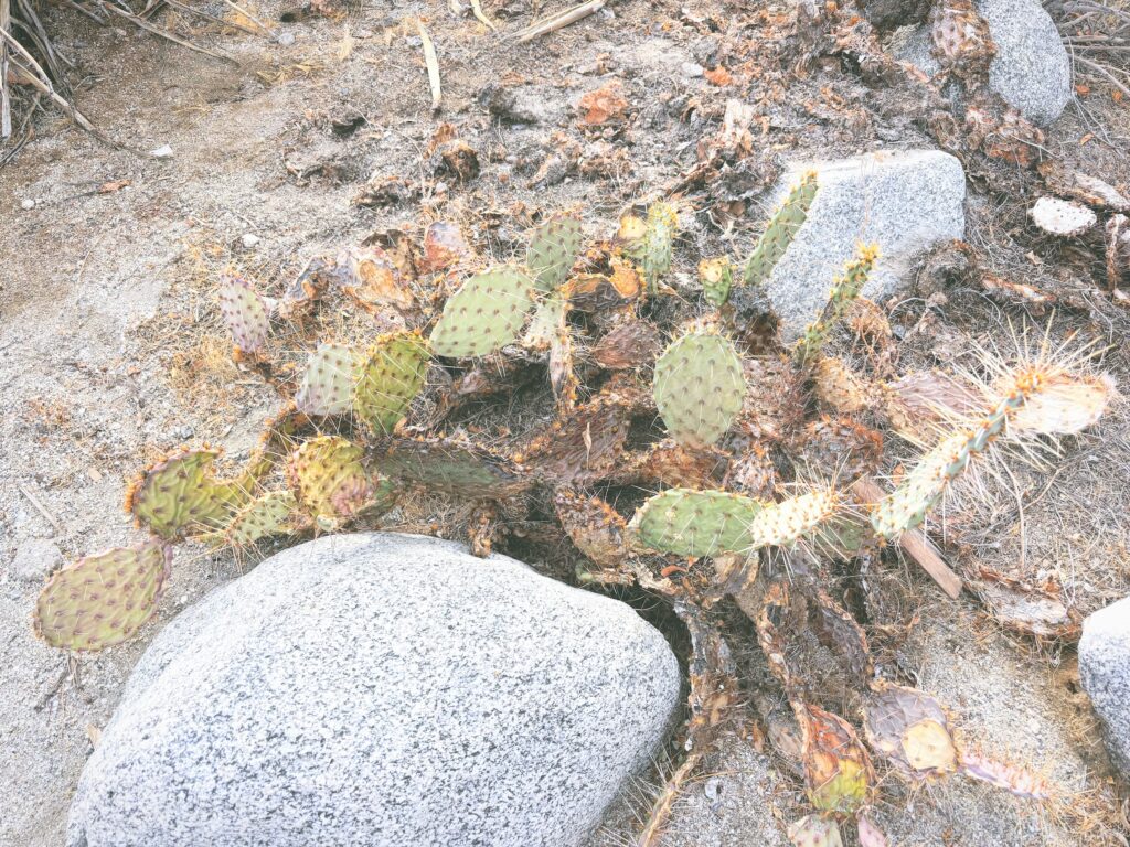 アメリカカリフォルニア州アンザボレゴ砂漠州立公園Anza-Borrego Desert State Park見どころ魅力トレイル・ハイキングモデルコース日本人観光