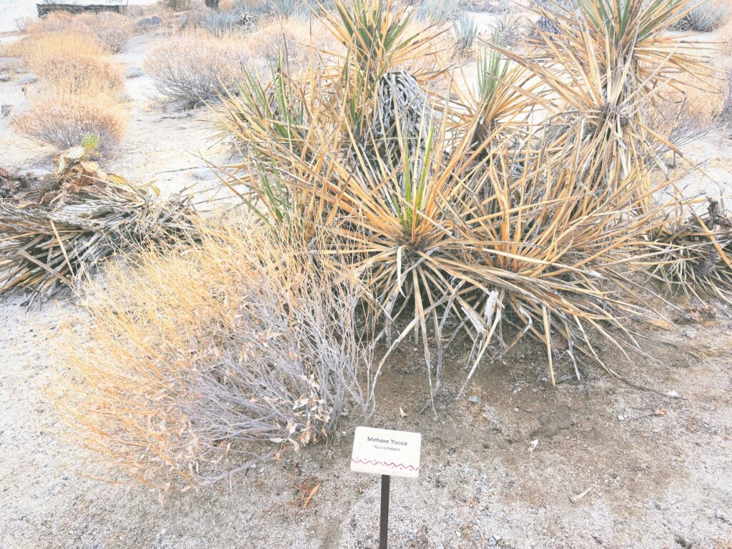 アメリカカリフォルニア州アンザボレゴ砂漠州立公園Anza-Borrego Desert State Park見どころ魅力トレイル・ハイキングモデルコース日本人観光