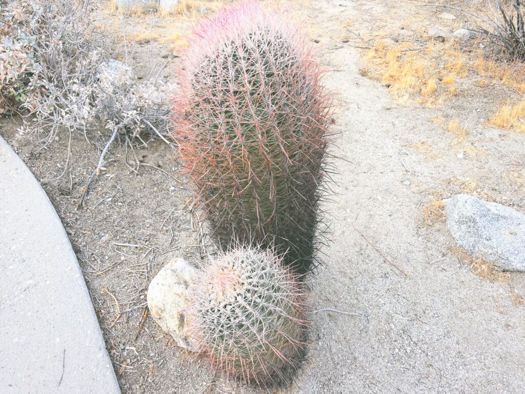 アメリカカリフォルニア州アンザボレゴ砂漠州立公園Anza-Borrego Desert State Park見どころ魅力トレイル・ハイキングモデルコース日本人観光