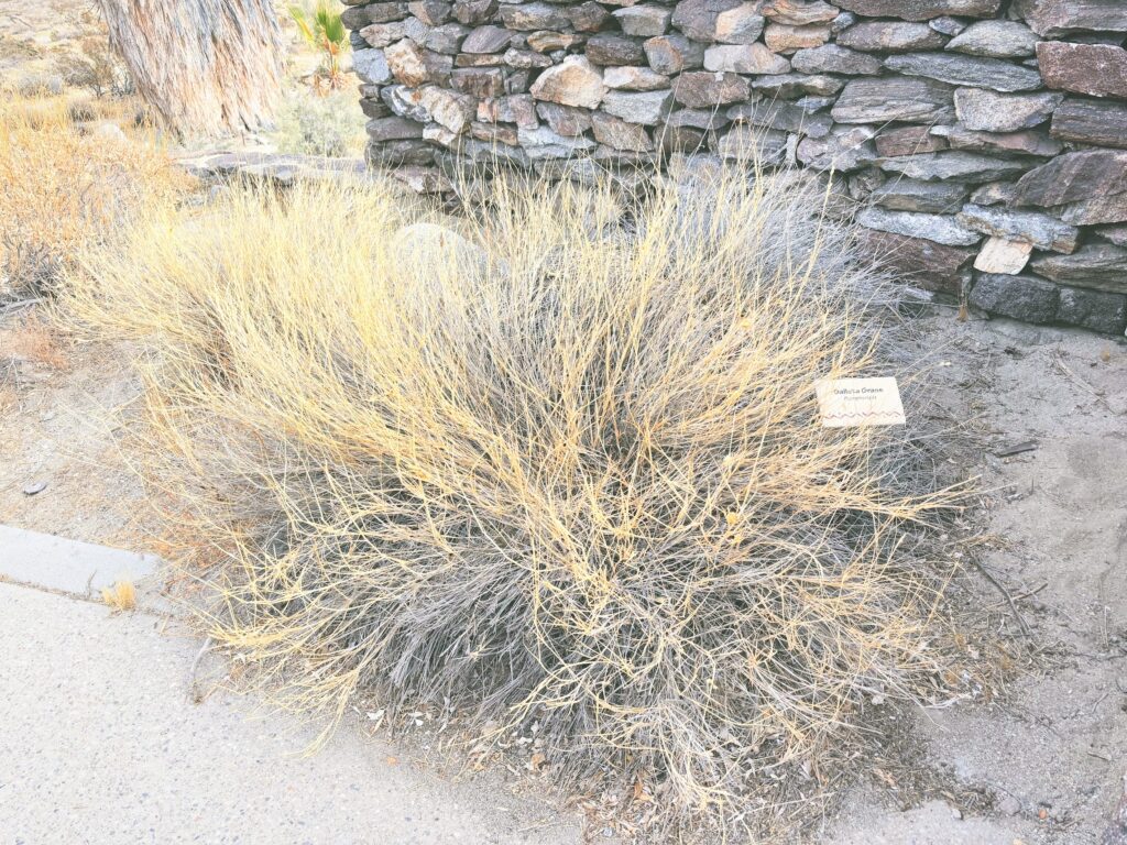 アメリカカリフォルニア州アンザボレゴ砂漠州立公園Anza-Borrego Desert State Park見どころ魅力トレイル・ハイキングモデルコース日本人観光