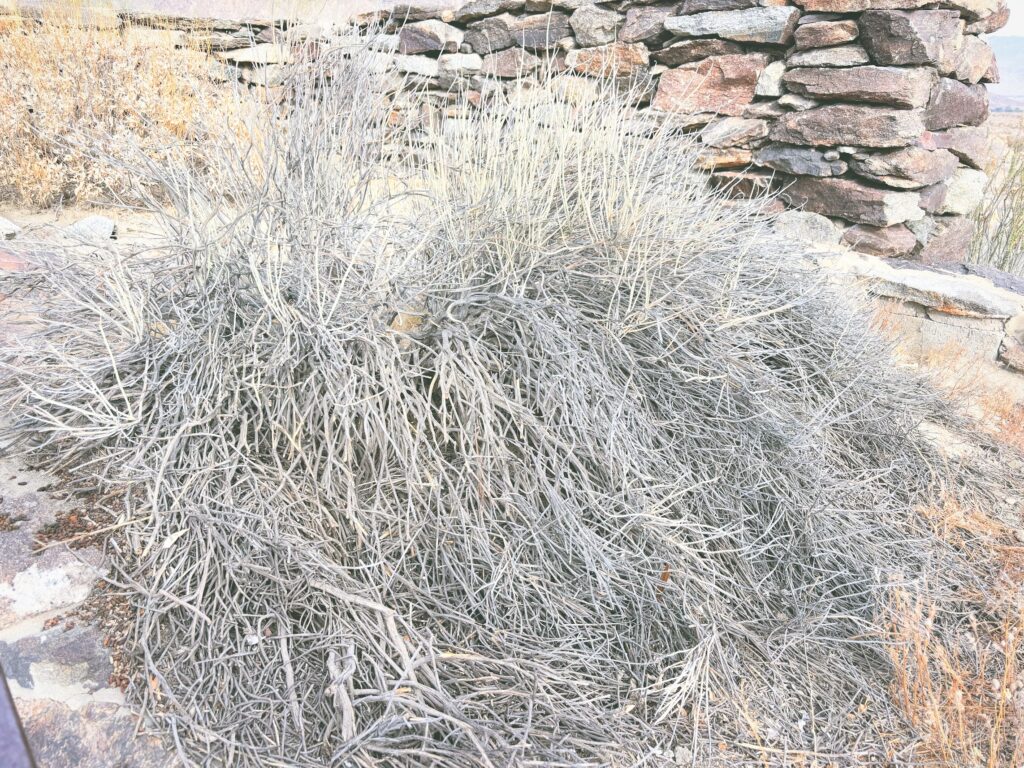 アメリカカリフォルニア州アンザボレゴ砂漠州立公園Anza-Borrego Desert State Park見どころ魅力トレイル・ハイキングモデルコース日本人観光