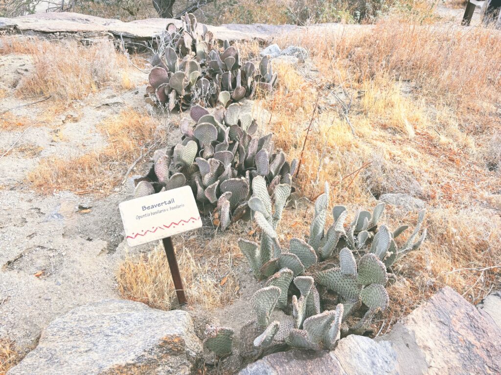 アメリカカリフォルニア州アンザボレゴ砂漠州立公園Anza-Borrego Desert State Park見どころ魅力トレイル・ハイキングモデルコース日本人観光