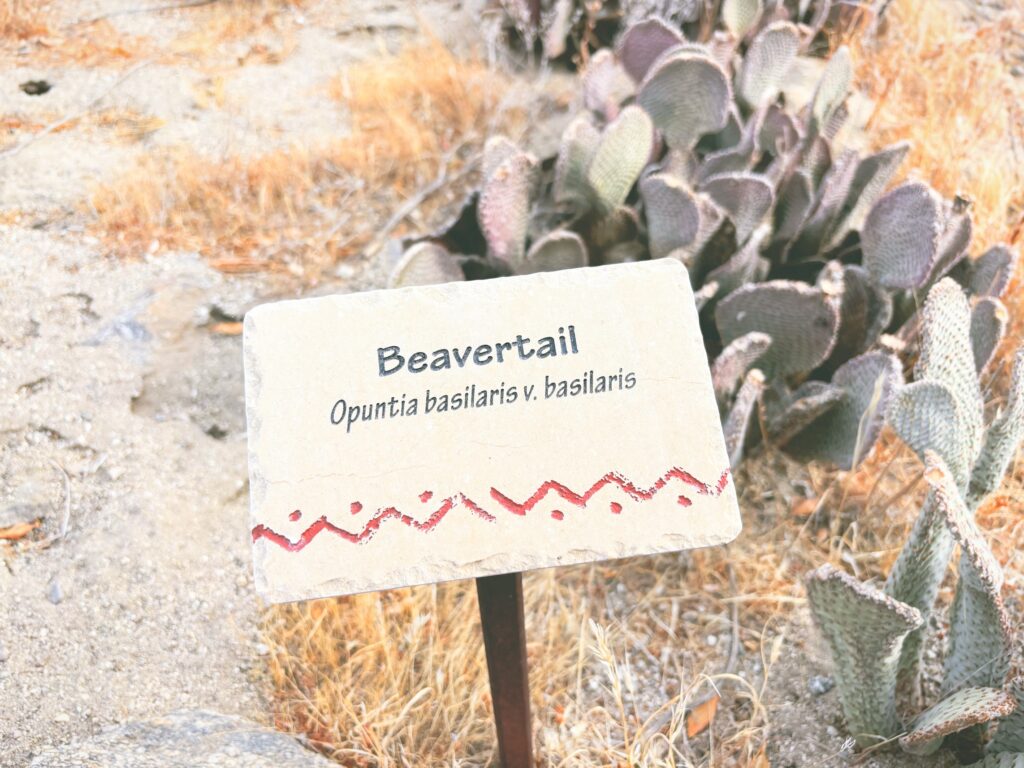 アメリカカリフォルニア州アンザボレゴ砂漠州立公園Anza-Borrego Desert State Park見どころ魅力トレイル・ハイキングモデルコース日本人観光