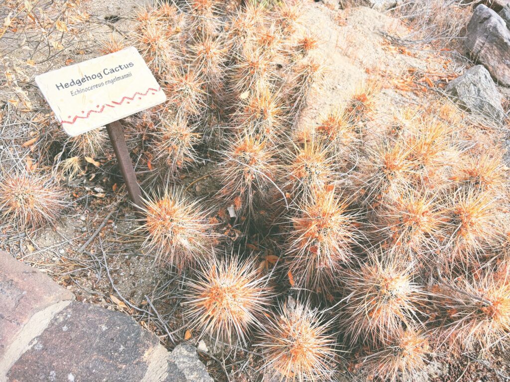 アメリカカリフォルニア州アンザボレゴ砂漠州立公園Anza-Borrego Desert State Park見どころ魅力トレイル・ハイキングモデルコース日本人観光