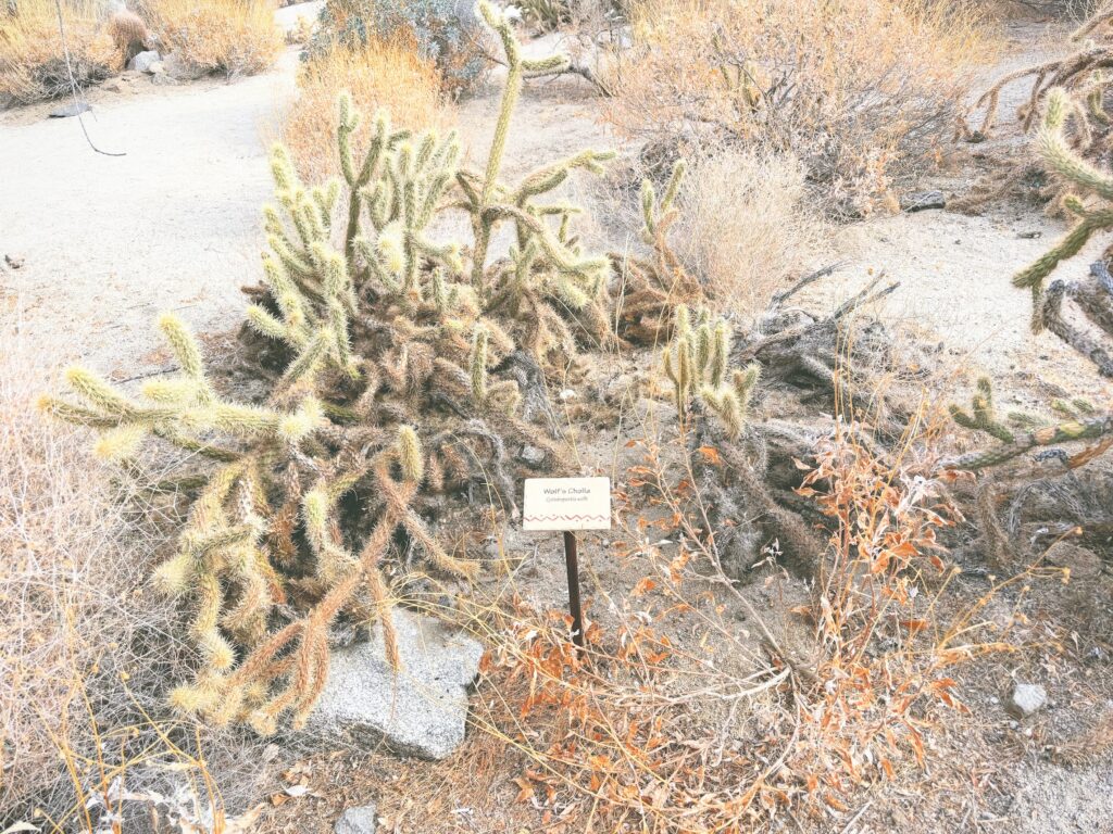 アメリカカリフォルニア州アンザボレゴ砂漠州立公園Anza-Borrego Desert State Park見どころ魅力トレイル・ハイキングモデルコース日本人観光