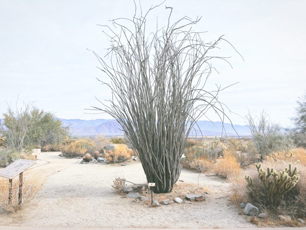 アメリカカリフォルニア州アンザボレゴ砂漠州立公園Anza-Borrego Desert State Park見どころ魅力トレイル・ハイキングモデルコース日本人観光