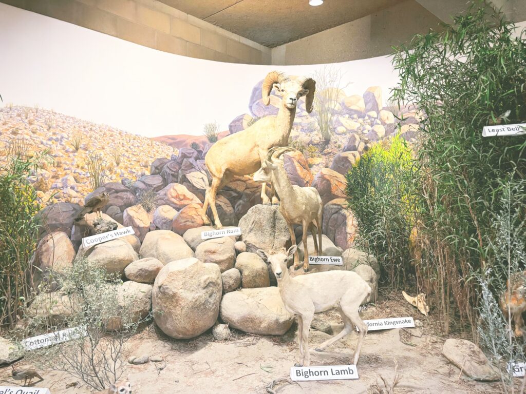 アメリカカリフォルニア州アンザボレゴ砂漠州立公園Anza-Borrego Desert State Park見どころ魅力トレイル・ハイキングモデルコース日本人観光