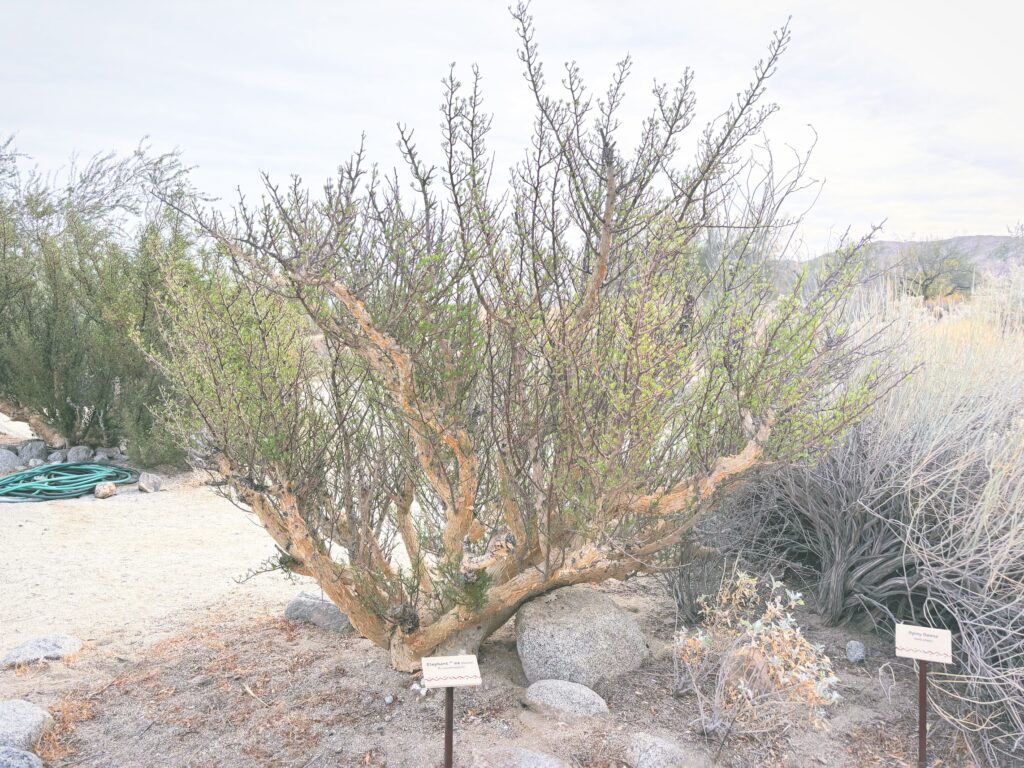 アメリカカリフォルニア州アンザボレゴ砂漠州立公園Anza-Borrego Desert State Park見どころ魅力トレイル・ハイキングモデルコース日本人観光