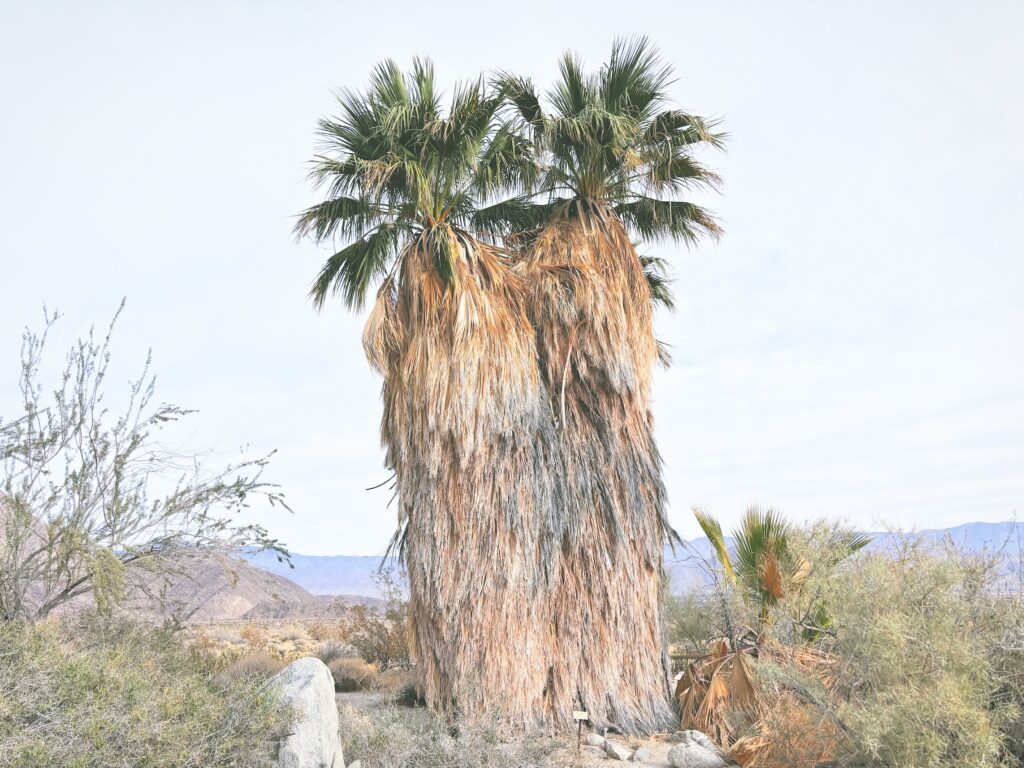 アメリカカリフォルニア州アンザボレゴ砂漠州立公園Anza-Borrego Desert State Park見どころ魅力トレイル・ハイキングモデルコース日本人観光