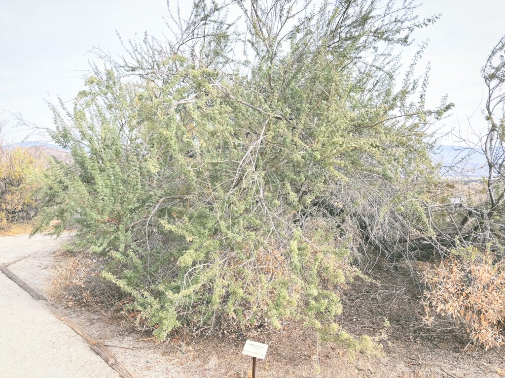 アメリカカリフォルニア州アンザボレゴ砂漠州立公園Anza-Borrego Desert State Park見どころ魅力トレイル・ハイキングモデルコース日本人観光