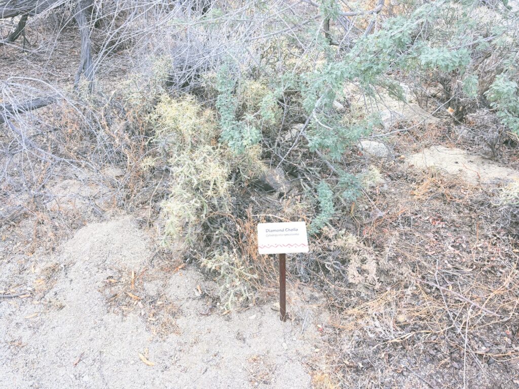 アメリカカリフォルニア州アンザボレゴ砂漠州立公園Anza-Borrego Desert State Park見どころ魅力トレイル・ハイキングモデルコース日本人観光