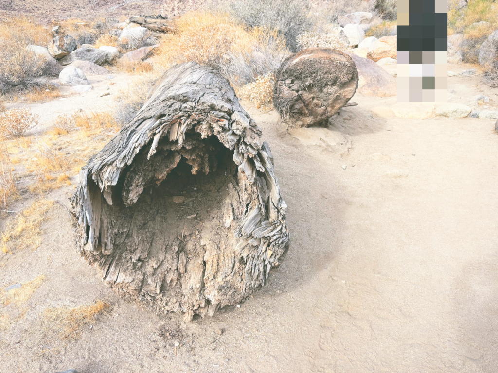 アメリカカリフォルニア州アンザボレゴ砂漠州立公園Anza-Borrego Desert State Park見どころ魅力トレイル・ハイキングモデルコース日本人観光