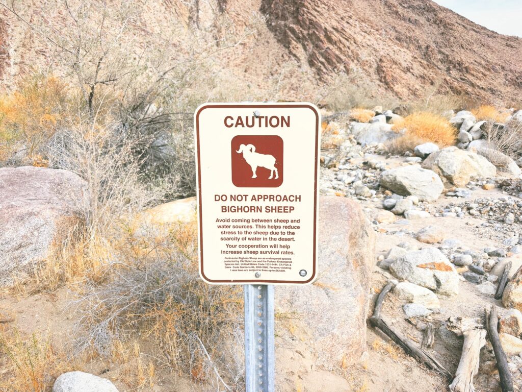 アメリカカリフォルニア州アンザボレゴ砂漠州立公園Anza-Borrego Desert State Park見どころ魅力トレイル・ハイキングモデルコース日本人観光