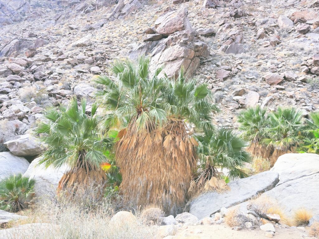 アメリカカリフォルニア州アンザボレゴ砂漠州立公園Anza-Borrego Desert State Park見どころ魅力トレイル・ハイキングモデルコース日本人観光