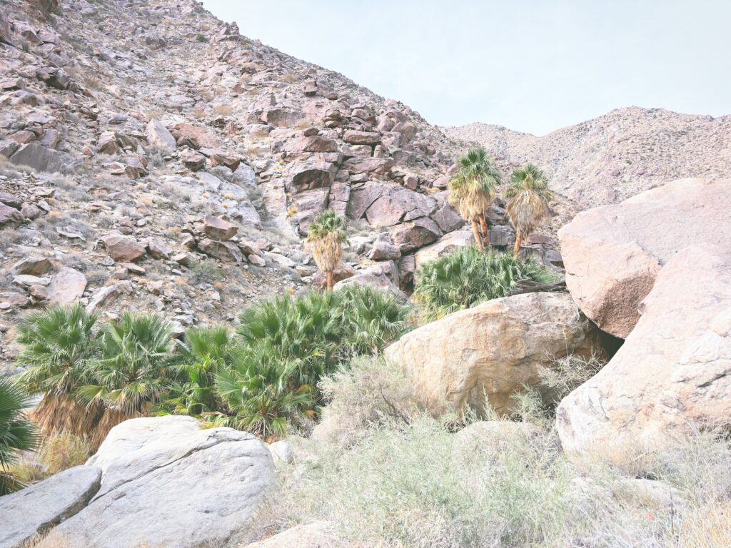 アメリカカリフォルニア州アンザボレゴ砂漠州立公園Anza-Borrego Desert State Park見どころ魅力トレイル・ハイキングモデルコース日本人観光