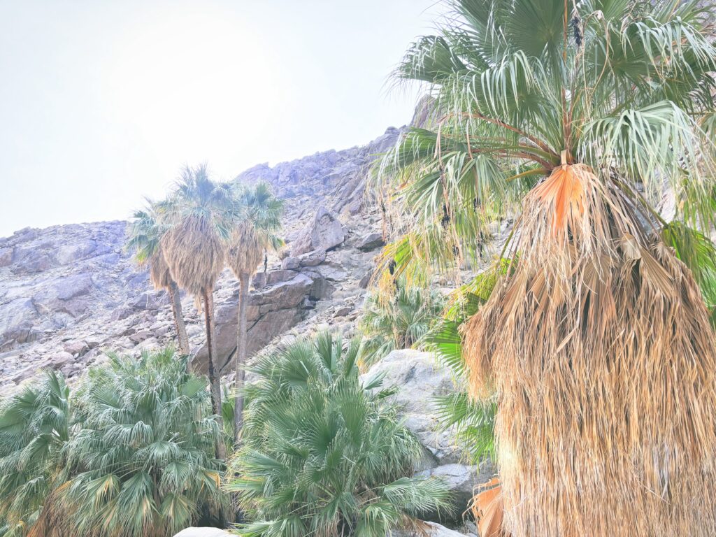 アメリカカリフォルニア州アンザボレゴ砂漠州立公園Anza-Borrego Desert State Park見どころ魅力トレイル・ハイキングモデルコース日本人観光