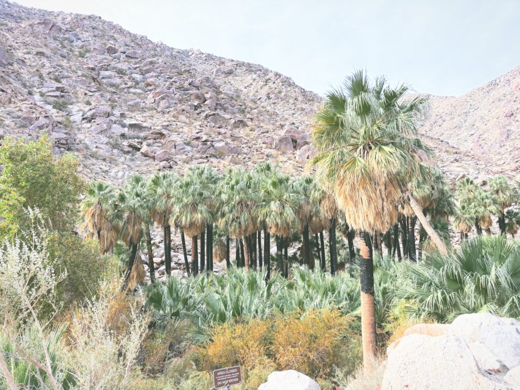 アメリカカリフォルニア州アンザボレゴ砂漠州立公園Anza-Borrego Desert State Park見どころ魅力トレイル・ハイキングモデルコース日本人観光