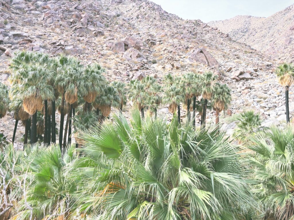 アメリカカリフォルニア州アンザボレゴ砂漠州立公園Anza-Borrego Desert State Park見どころ魅力トレイル・ハイキングモデルコース日本人観光