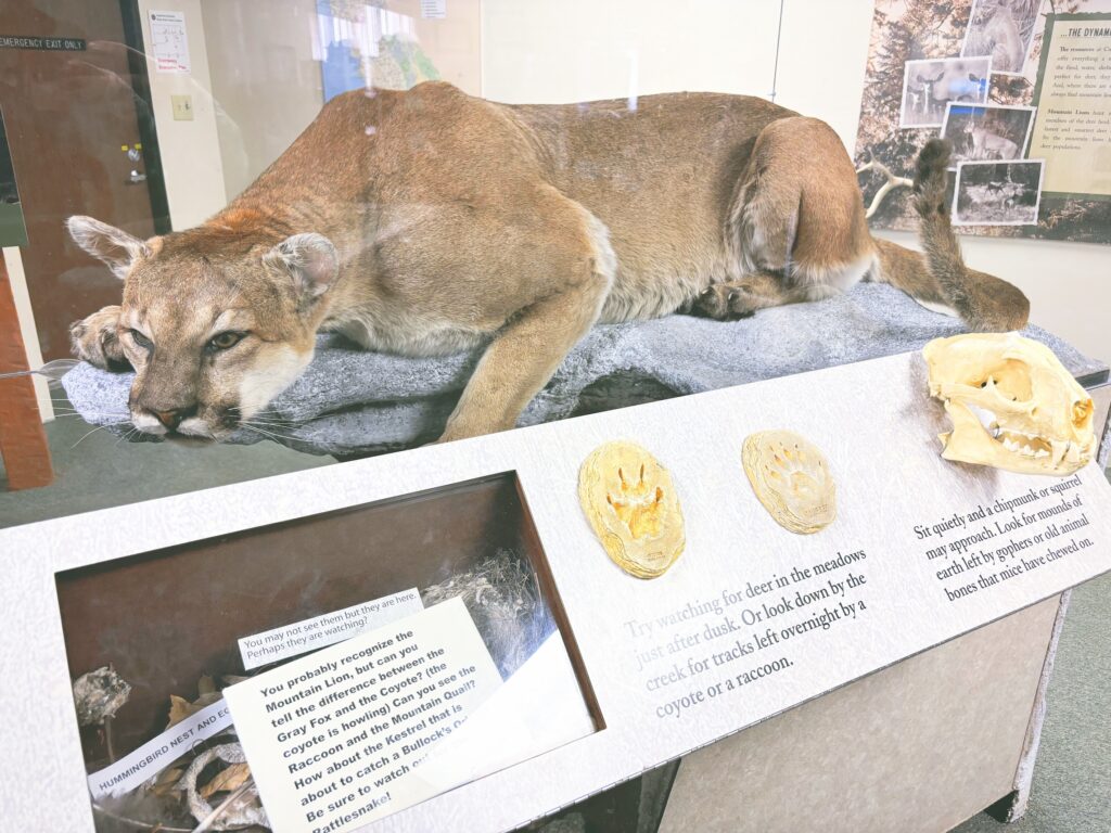 アメリカカリフォルニア州クヤマカランチョ州立公園Cuyamaca Rancho State Park見どころ魅力トレイル・ハイキングモデルコース日本人観光