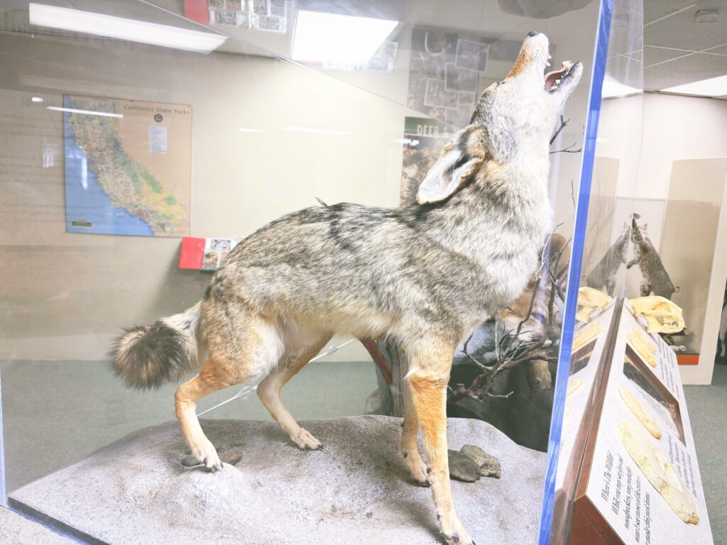 アメリカカリフォルニア州クヤマカランチョ州立公園Cuyamaca Rancho State Park見どころ魅力トレイル・ハイキングモデルコース日本人観光