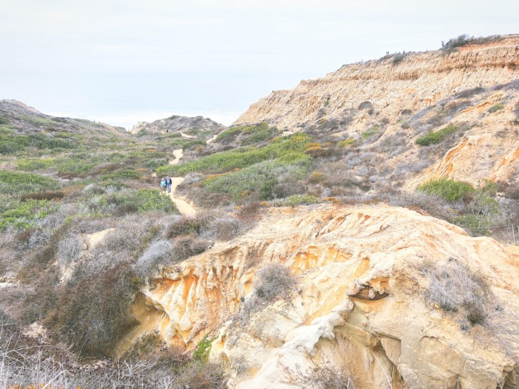 アメリカカリフォルニア州トーリーパインズ州立自然保護区Torrey Pines State Natural Reserve見どころ魅力トレイル・ハイキングモデルコース日本人観光