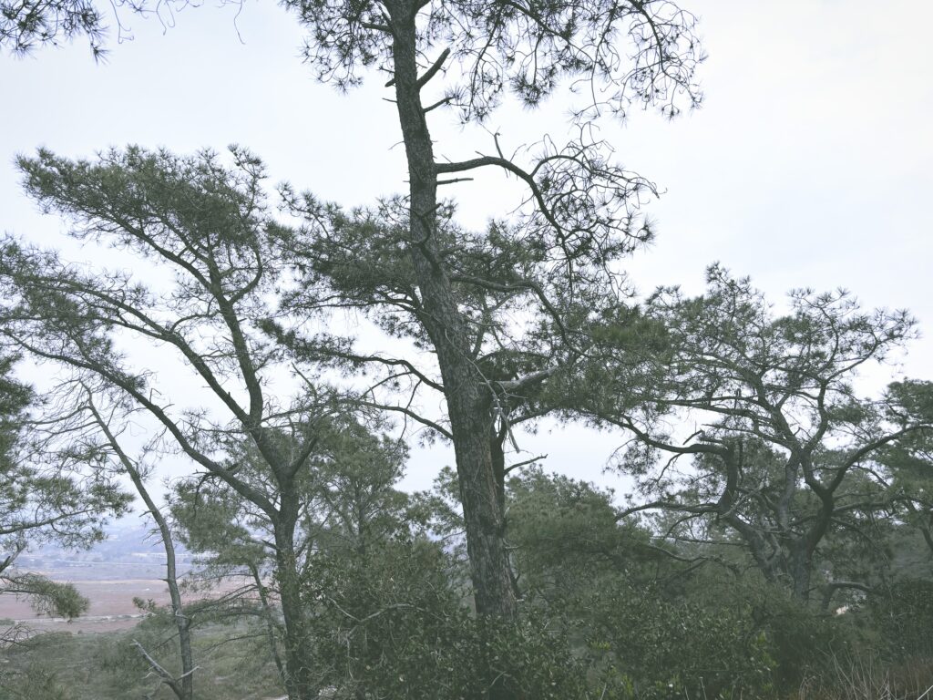 アメリカカリフォルニア州トーリーパインズ州立自然保護区Torrey Pines State Natural Reserve見どころ魅力トレイル・ハイキングモデルコース日本人観光