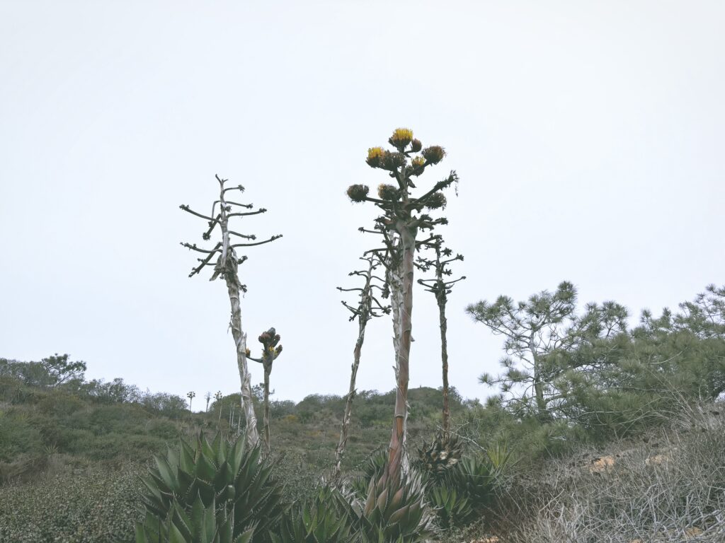 アメリカカリフォルニア州トーリーパインズ州立自然保護区Torrey Pines State Natural Reserve見どころ魅力トレイル・ハイキングモデルコース日本人観光