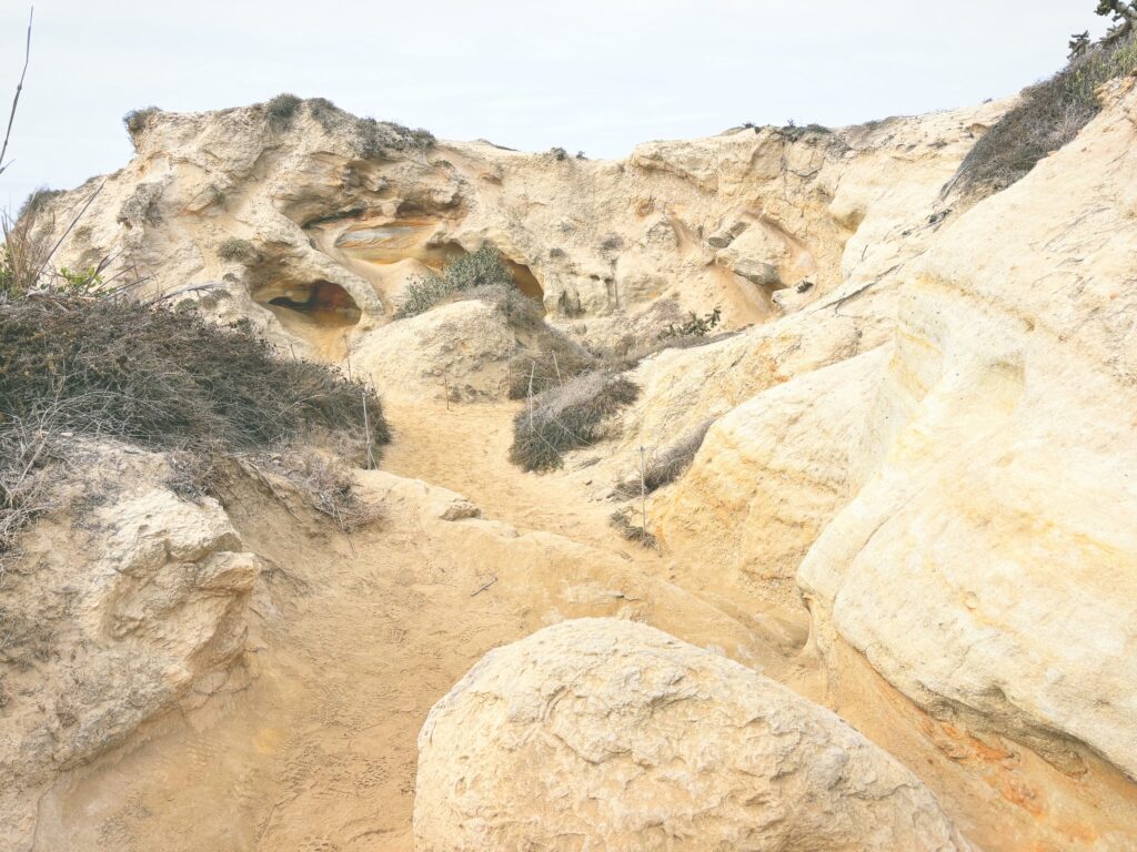 アメリカカリフォルニア州トーリーパインズ州立自然保護区Torrey Pines State Natural Reserve見どころ魅力トレイル・ハイキングモデルコース日本人観光