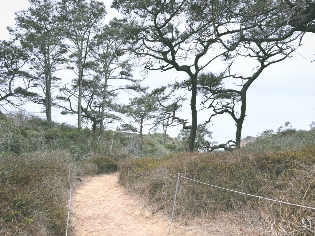 アメリカカリフォルニア州トーリーパインズ州立自然保護区Torrey Pines State Natural Reserve見どころ魅力トレイル・ハイキングモデルコース日本人観光