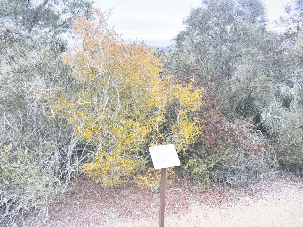 アメリカカリフォルニア州トーリーパインズ州立自然保護区Torrey Pines State Natural Reserve見どころ魅力トレイル・ハイキングモデルコース日本人観光