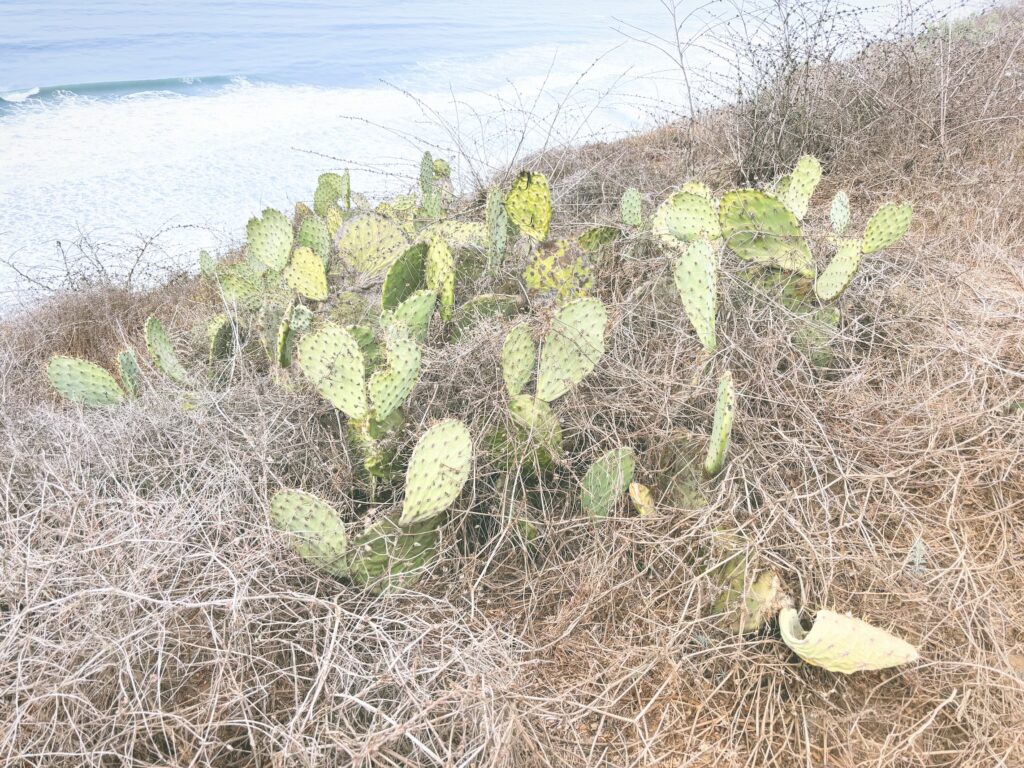 アメリカカリフォルニア州トーリーパインズ州立自然保護区Torrey Pines State Natural Reserve見どころ魅力トレイル・ハイキングモデルコース日本人観光