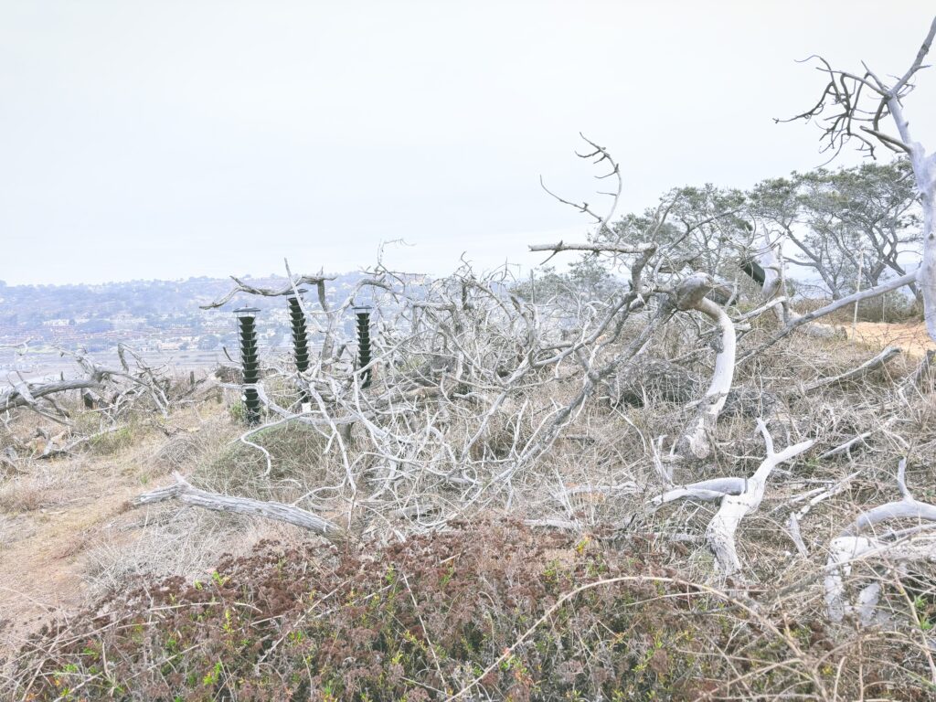 アメリカカリフォルニア州トーリーパインズ州立自然保護区Torrey Pines State Natural Reserve見どころ魅力トレイル・ハイキングモデルコース日本人観光