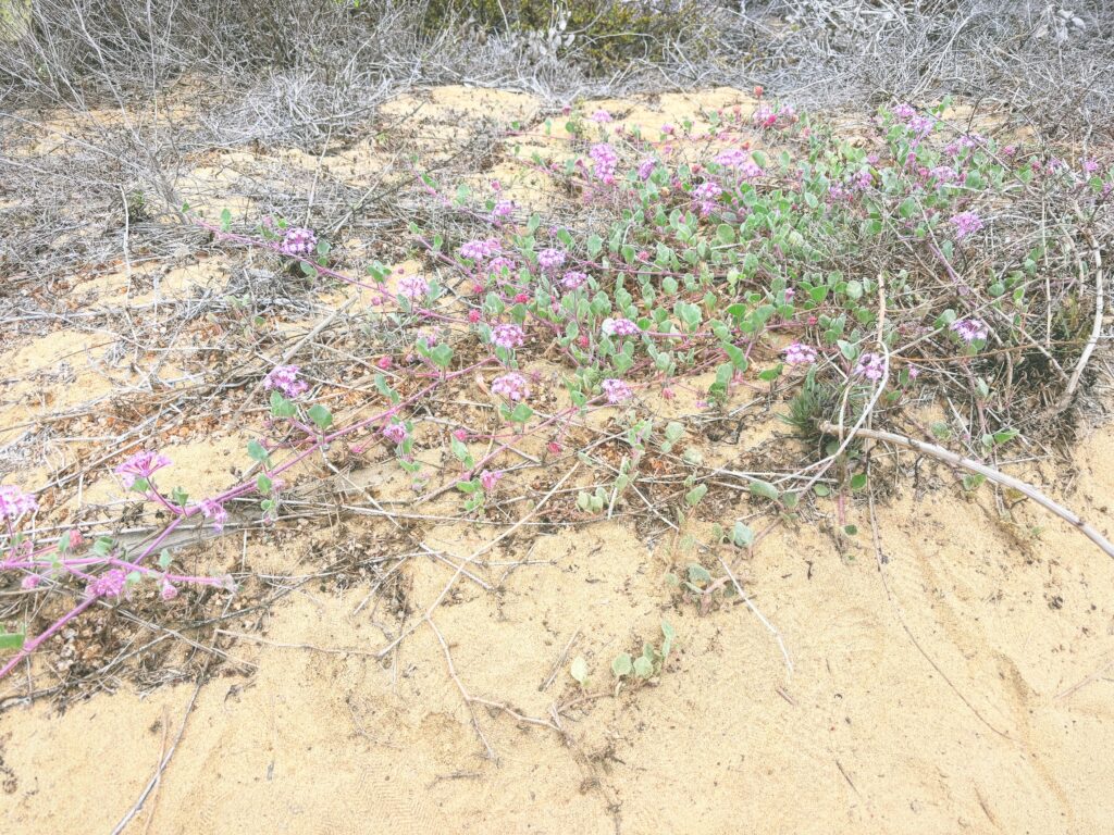 アメリカカリフォルニア州トーリーパインズ州立自然保護区Torrey Pines State Natural Reserve見どころ魅力トレイル・ハイキングモデルコース日本人観光