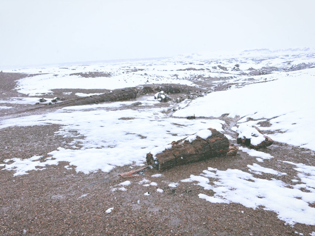 アメリカアリゾナ州化石の森国立公園Petrified Forest National Park見どころ魅力トレイル・ハイキングモデルコース日本人観光