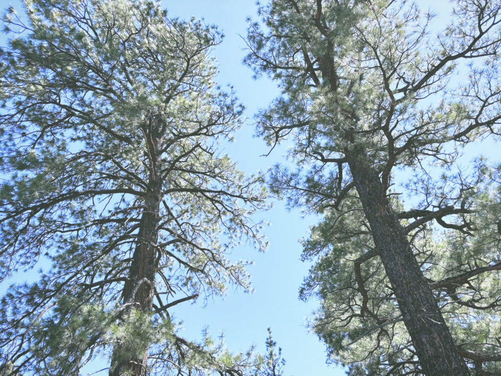 アメリカアリゾナ州サンセットクレーター火山国定公園Sunset Crater Volcano National Monument見どころ魅力トレイル・ハイキングモデルコース日本人観光