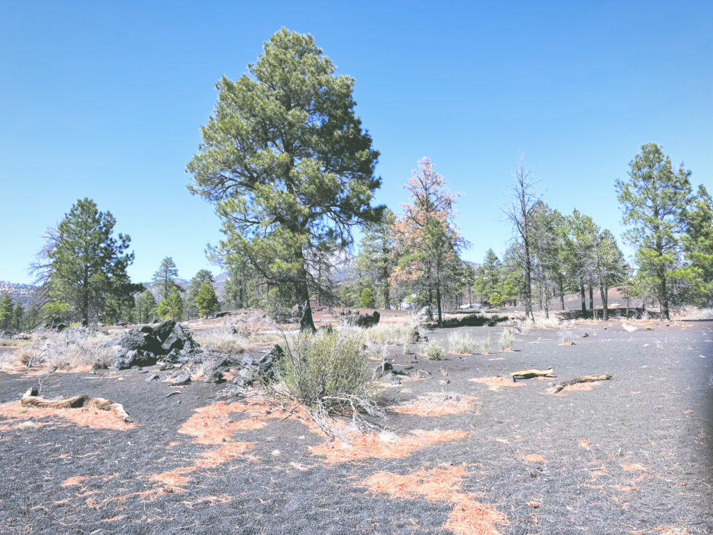 アメリカアリゾナ州サンセットクレーター火山国定公園Sunset Crater Volcano National Monument見どころ魅力トレイル・ハイキングモデルコース日本人観光