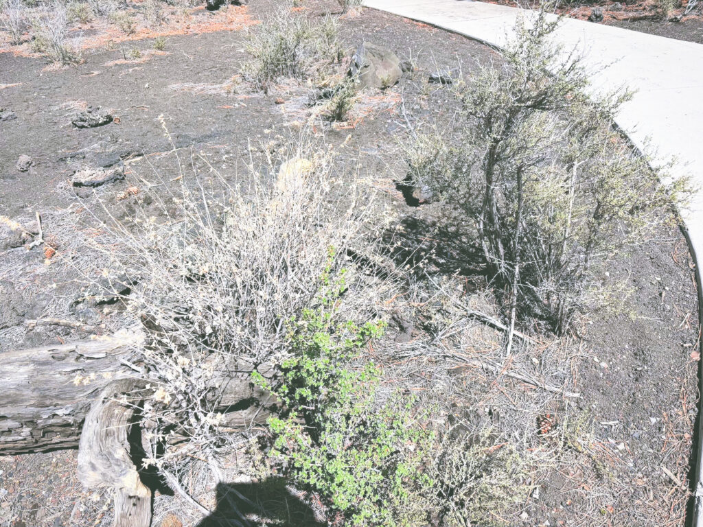 アメリカアリゾナ州サンセットクレーター火山国定公園Sunset Crater Volcano National Monument見どころ魅力トレイル・ハイキングモデルコース日本人観光