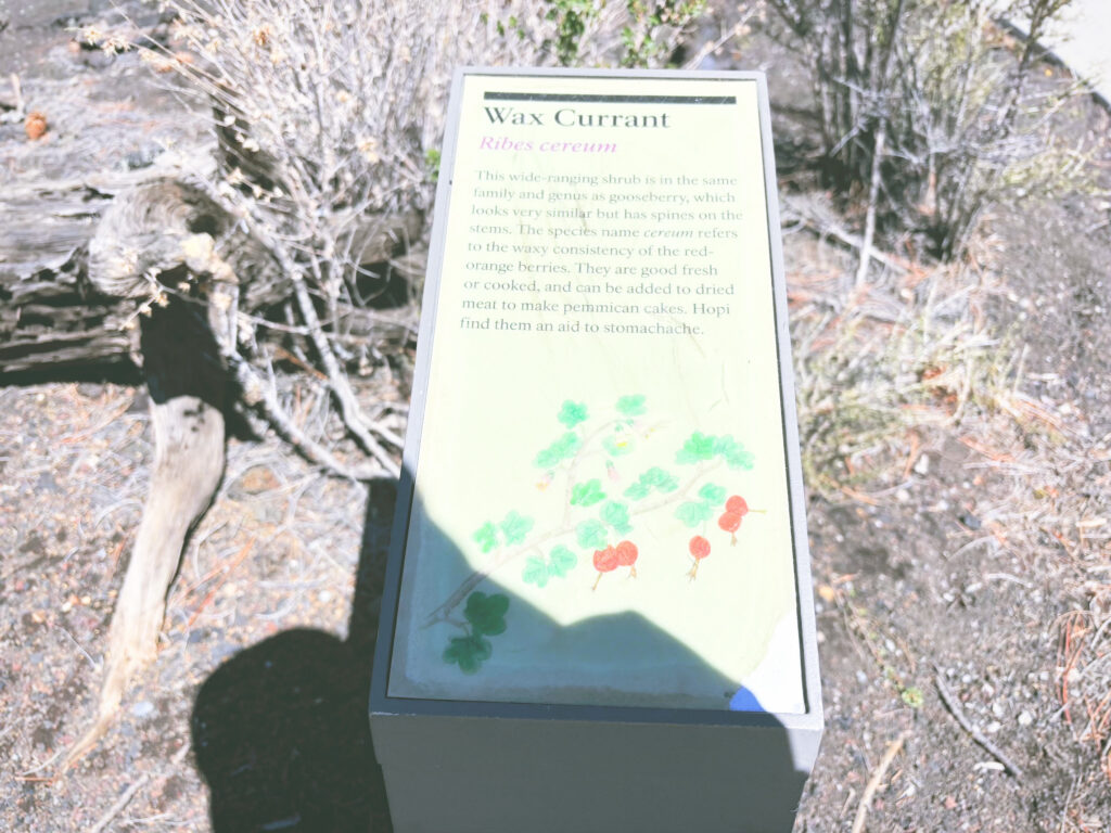 アメリカアリゾナ州サンセットクレーター火山国定公園Sunset Crater Volcano National Monument見どころ魅力トレイル・ハイキングモデルコース日本人観光