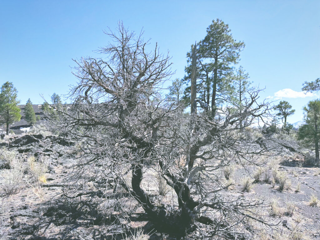 アメリカアリゾナ州サンセットクレーター火山国定公園Sunset Crater Volcano National Monument見どころ魅力トレイル・ハイキングモデルコース日本人観光